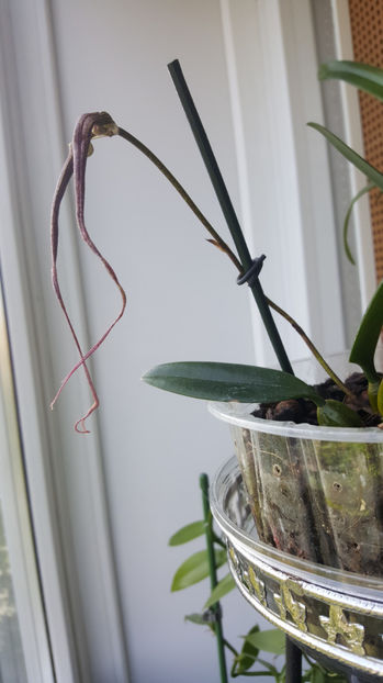 bulbophyllum Elizabeth Buckleberry - Orhidee_1_bulbophyllum