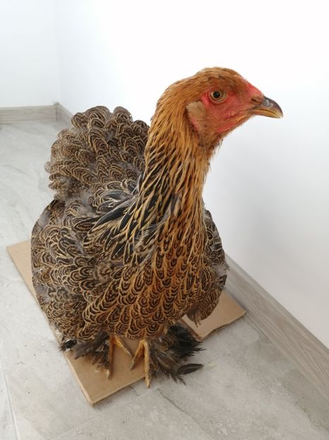  - Brahma potarnichiu albastru silver Orange bobat si HI