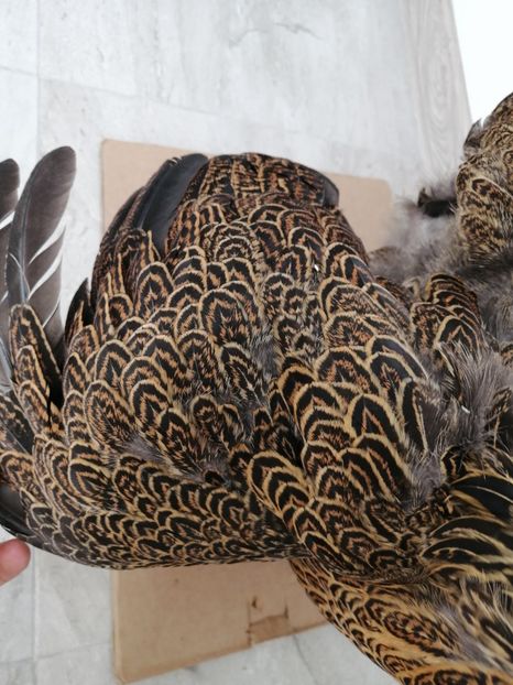  - Brahma potarnichiu albastru silver Orange bobat si HI