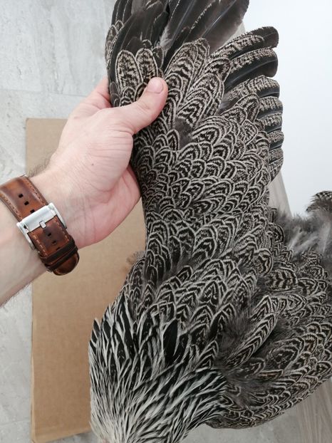  - Brahma potarnichiu albastru silver Orange bobat si HI
