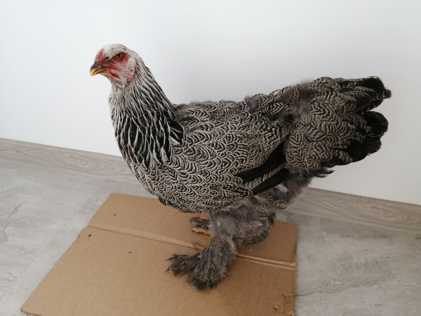  - Brahma potarnichiu albastru silver Orange bobat si HI