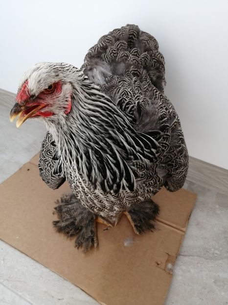  - Brahma potarnichiu albastru silver Orange bobat si HI