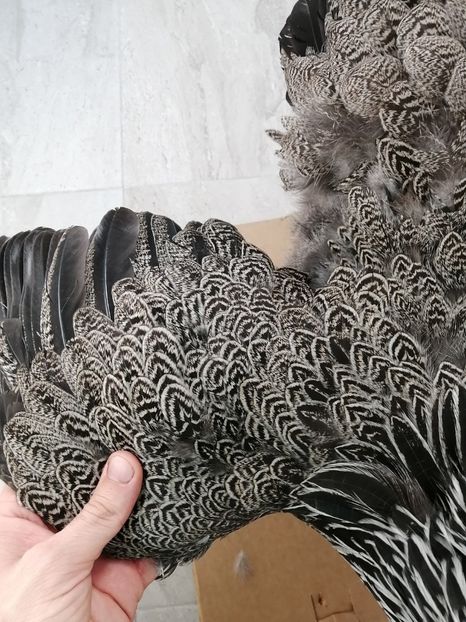  - Brahma potarnichiu albastru silver Orange bobat si HI