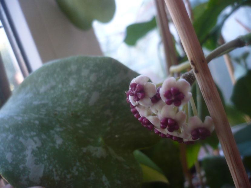 P1460786 - HOYA 2020-2