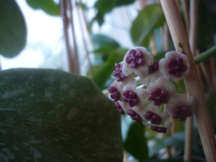 P1460788 - HOYA 2020-2