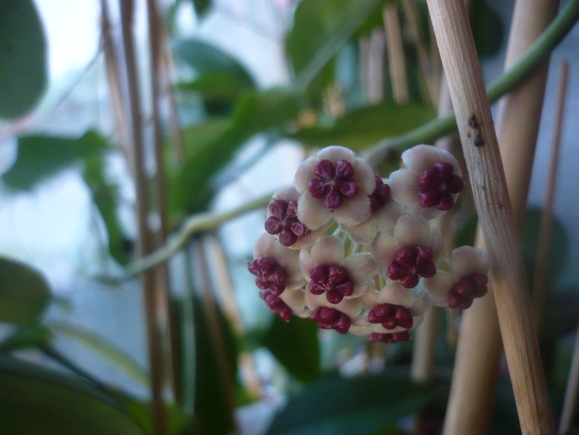 P1460789 - HOYA 2020-2