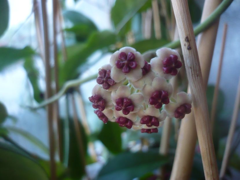 P1460790 - HOYA 2020-2