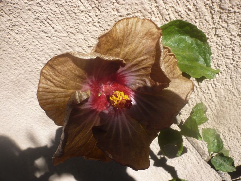 P1460771 - HIBISCUSI 2020-4