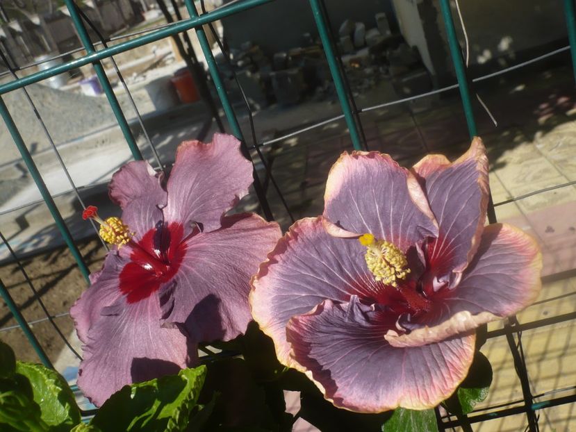 P1460778 - HIBISCUSI 2020-5