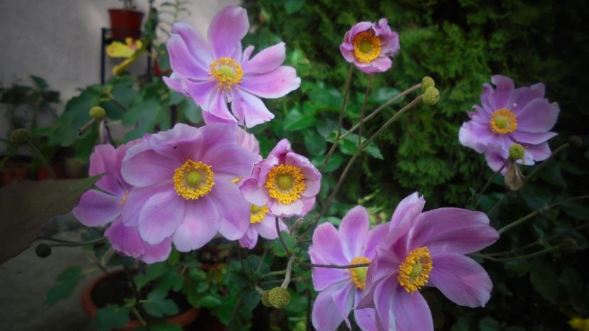 Anemone japonica - Culori 2020