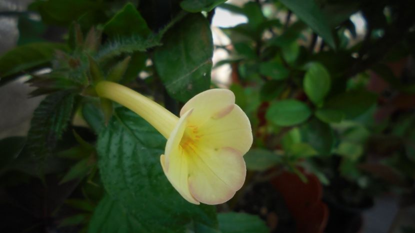 Multumiri! - Culori 2020