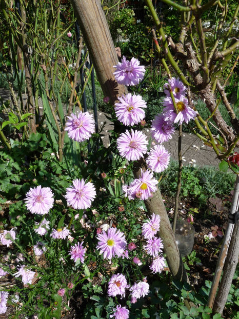  - 2020 - 03 - Toamna