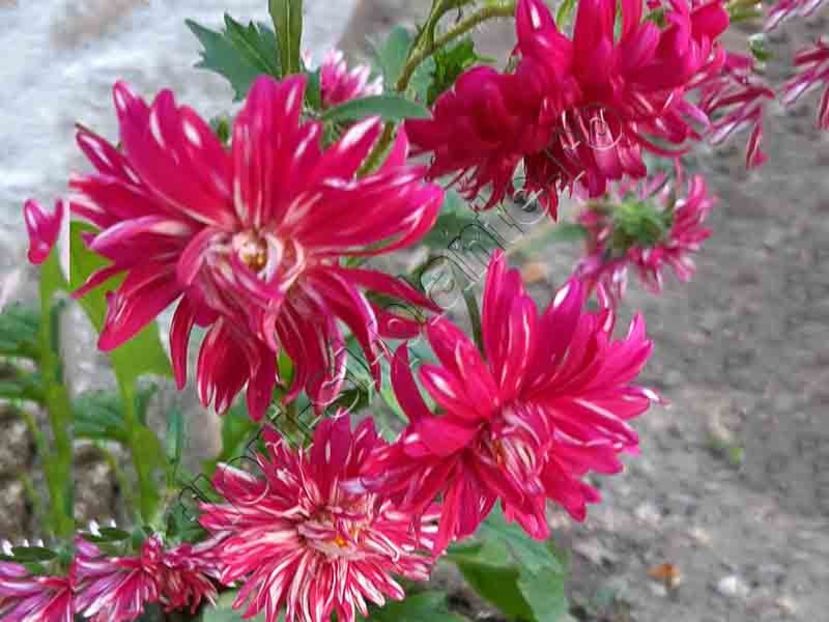 Callistephus_Ochiul boului - Flori gradina