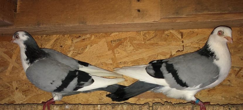 femele  2018 - 0000001 prin voliere