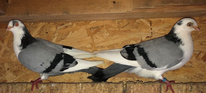 femele  2018 - 0000001 prin voliere