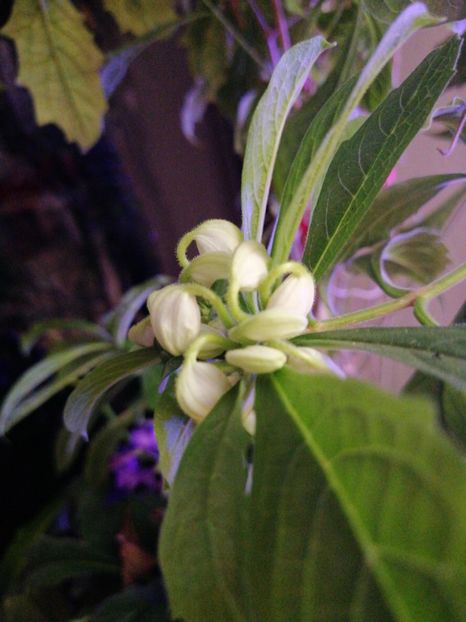 Apar note muzicale :)) - Clerodendron Macrosiphon Do-Re-Mi plant