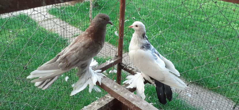 Perechea 15 - 7 TAPALAGOSI - 2020