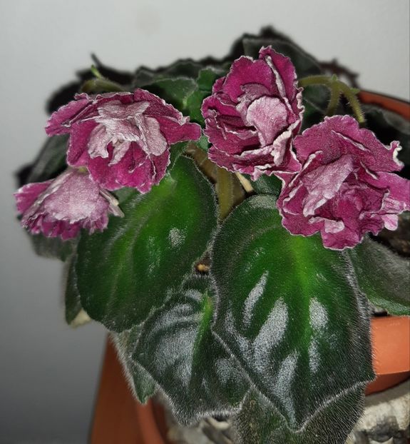  - Flori de Primavara _Vara 2020-2021