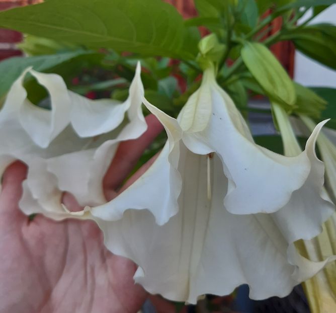  - Flori de Primavara _Vara 2020-2021