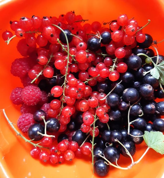  - Flori de Primavara _Vara 2020-2021