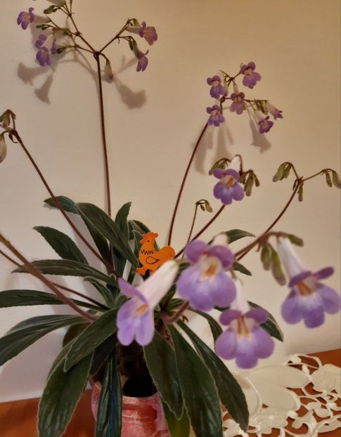 Mulțumesc Florentina!!!Îl ador!! - Flori de Primavara _Vara 2020-2021