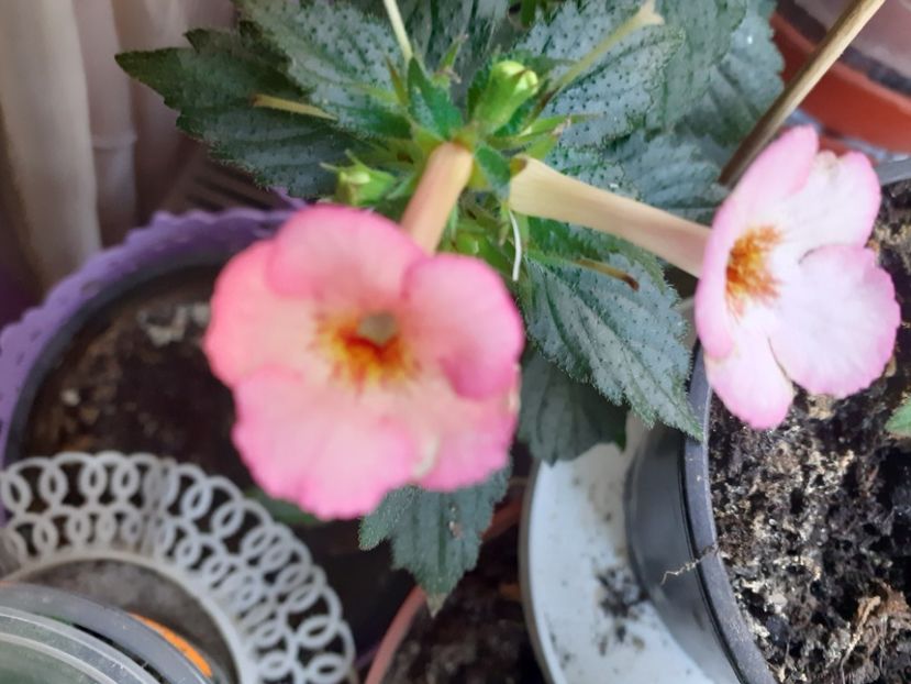  - Achimenes