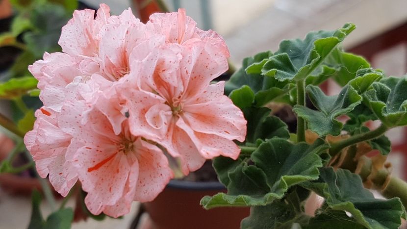 Orange glitter - Muscate de colectie 2020