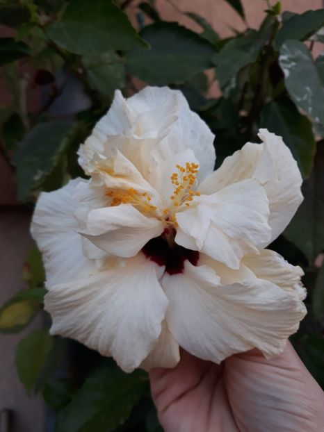 alb dublu - 45 lei rezervat - poze