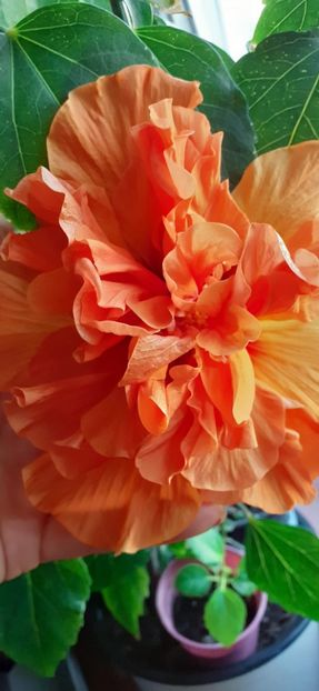 Panorama - Hibiscus 2015-2024