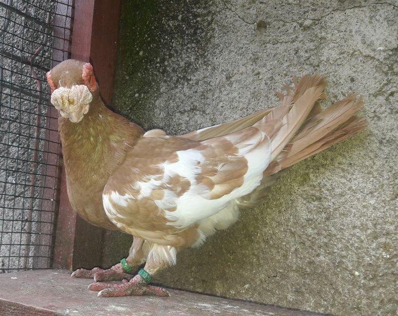 M 2019 - Carunculați 2020