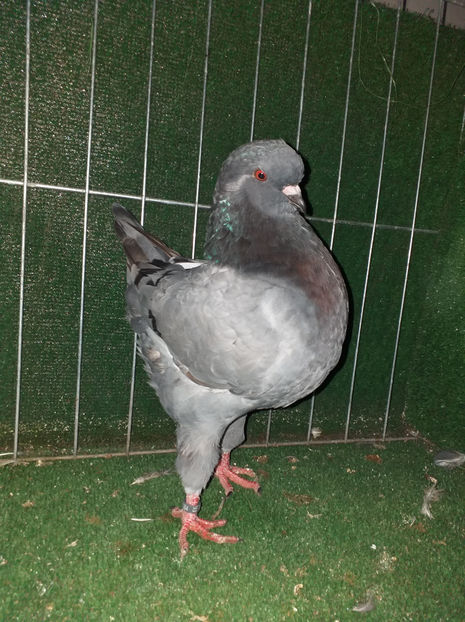 0-1 de vanzare - King 2020