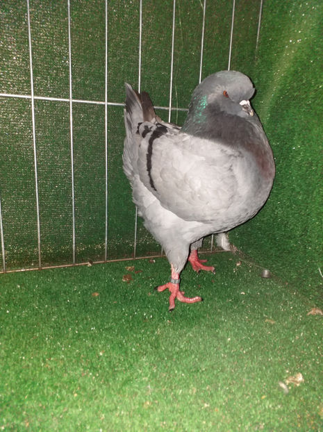 1-0 vandut - King 2020