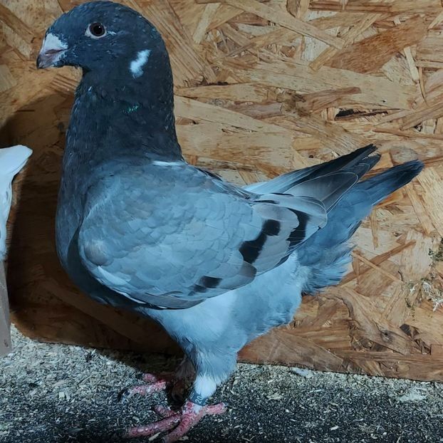  - 3---AGH DAȚI 2019 - 2025