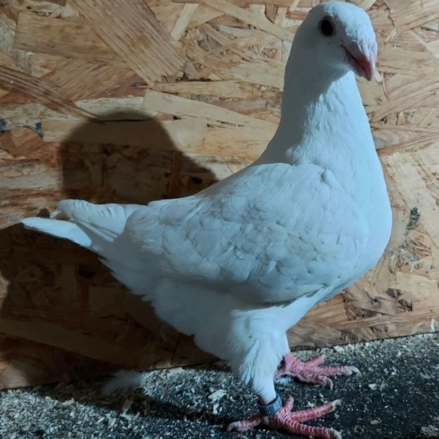  - 3---AGH DAȚI 2019 - 2025