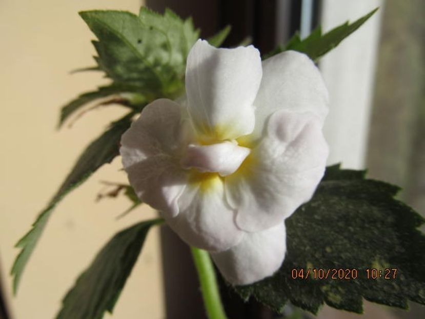 RF's Pina Colada - Achimenes 2020