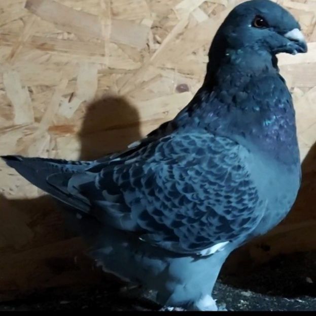  - 3---AGH DAȚI 2019 - 2025