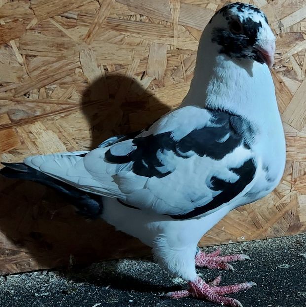  - 3---AGH DAȚI 2019 - 2025