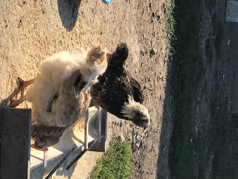 ECF86629-BA48-40B4-BDCA-D03EF4D70D12 - gaini