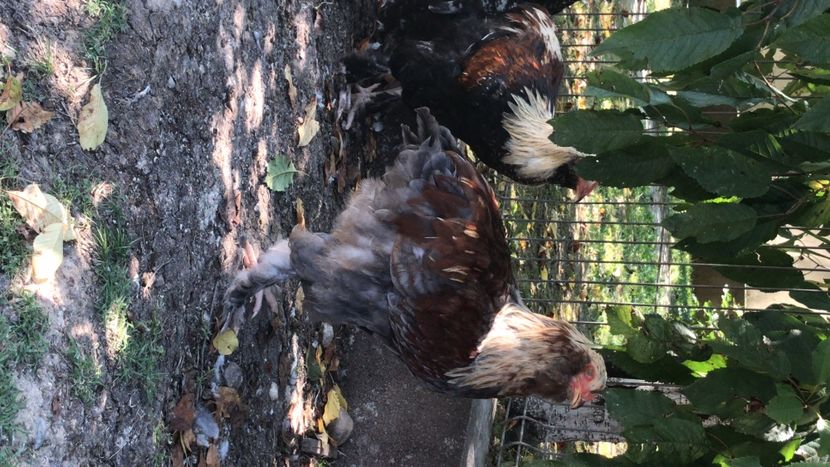 56956FD9-12A7-4CE2-ABD4-875970800D18 - gaini