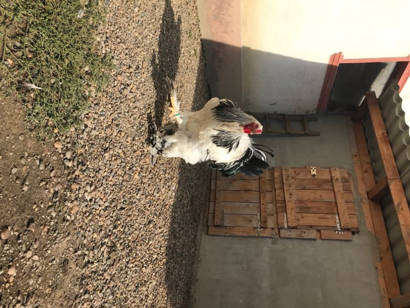 D514F736-3085-44B8-B9AC-9CD80D58E891 - gaini