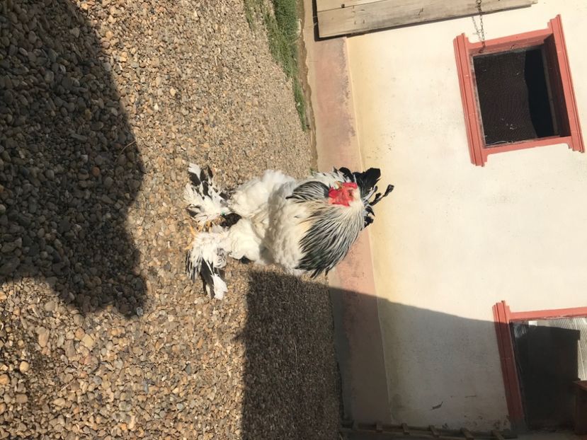 7FAA9ED1-A583-45EE-BD00-0F81990B3408 - gaini