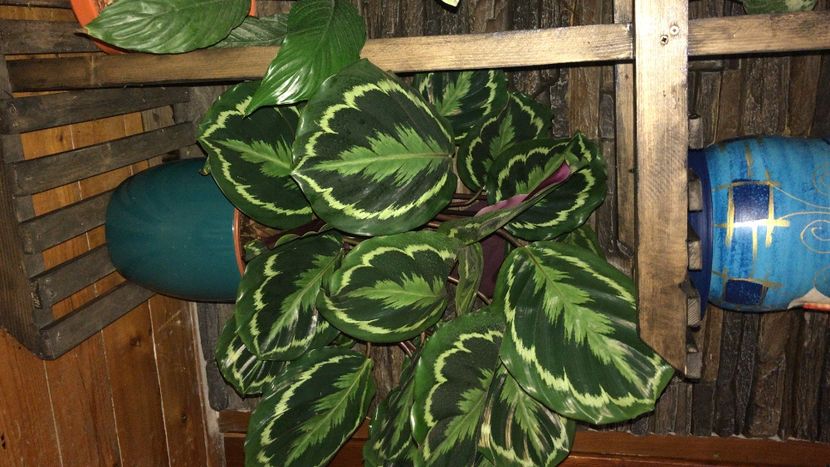 3CF3C1FB-B0BF-453E-ADE2-28AE02DA8169 - flori 2020