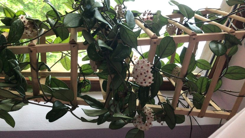 C2040106-E3AA-4C53-A5B5-14B21E109446 - flori 2020