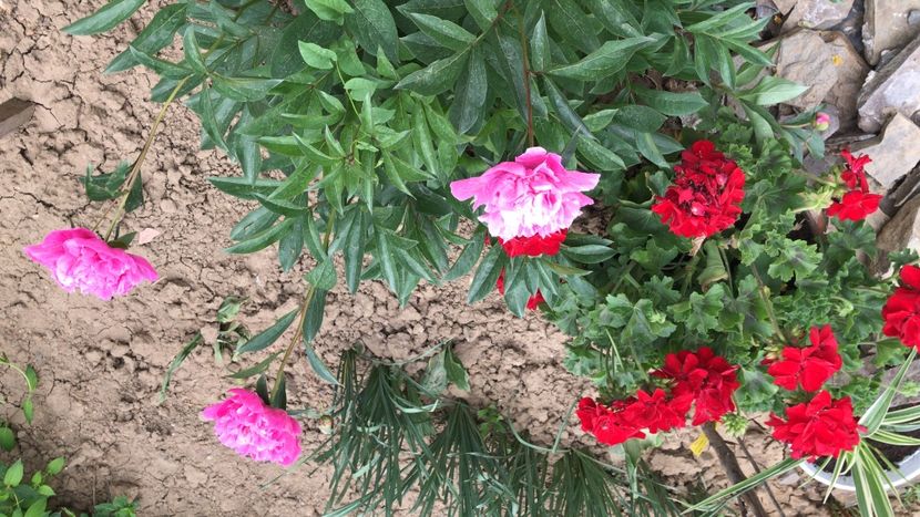 0F4ED5FD-DF49-4E4A-BB22-25C9A4C1B0C3 - flori 2020