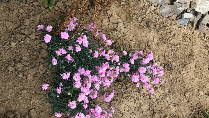 62700916-DB20-45B6-AFAA-03D50F836C68 - flori 2020