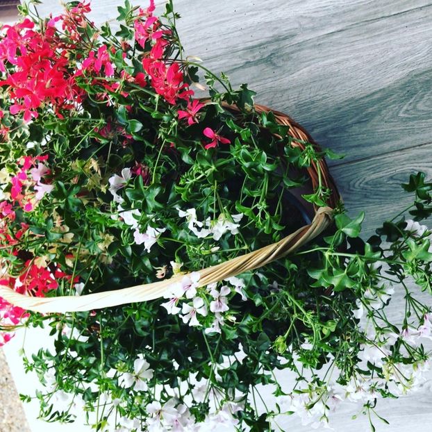 4F553397-7D12-4ED9-BD5F-36DA3CD88ECA - flori 2020