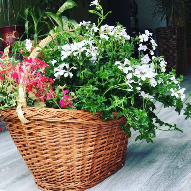 BBBD4E1B-822D-4E72-8FF0-7FE5B4029312 - flori 2020