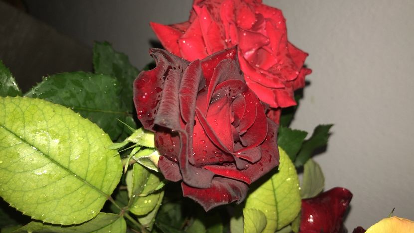 2B990A75-BF97-45B1-8886-3EE23F8AD423 - flori 2020