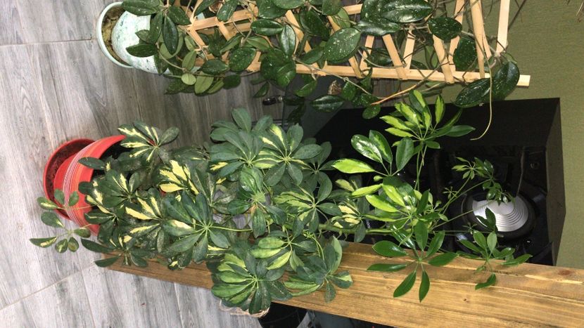 9FE719B4-E49E-4967-9DCF-DFF50F5C8296 - flori 2020