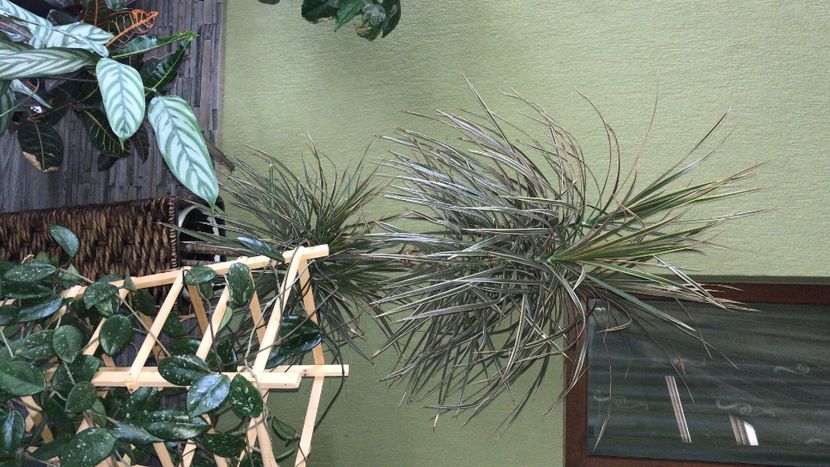 E063878D-47BC-46D1-B26E-50DB3717288D - flori 2020